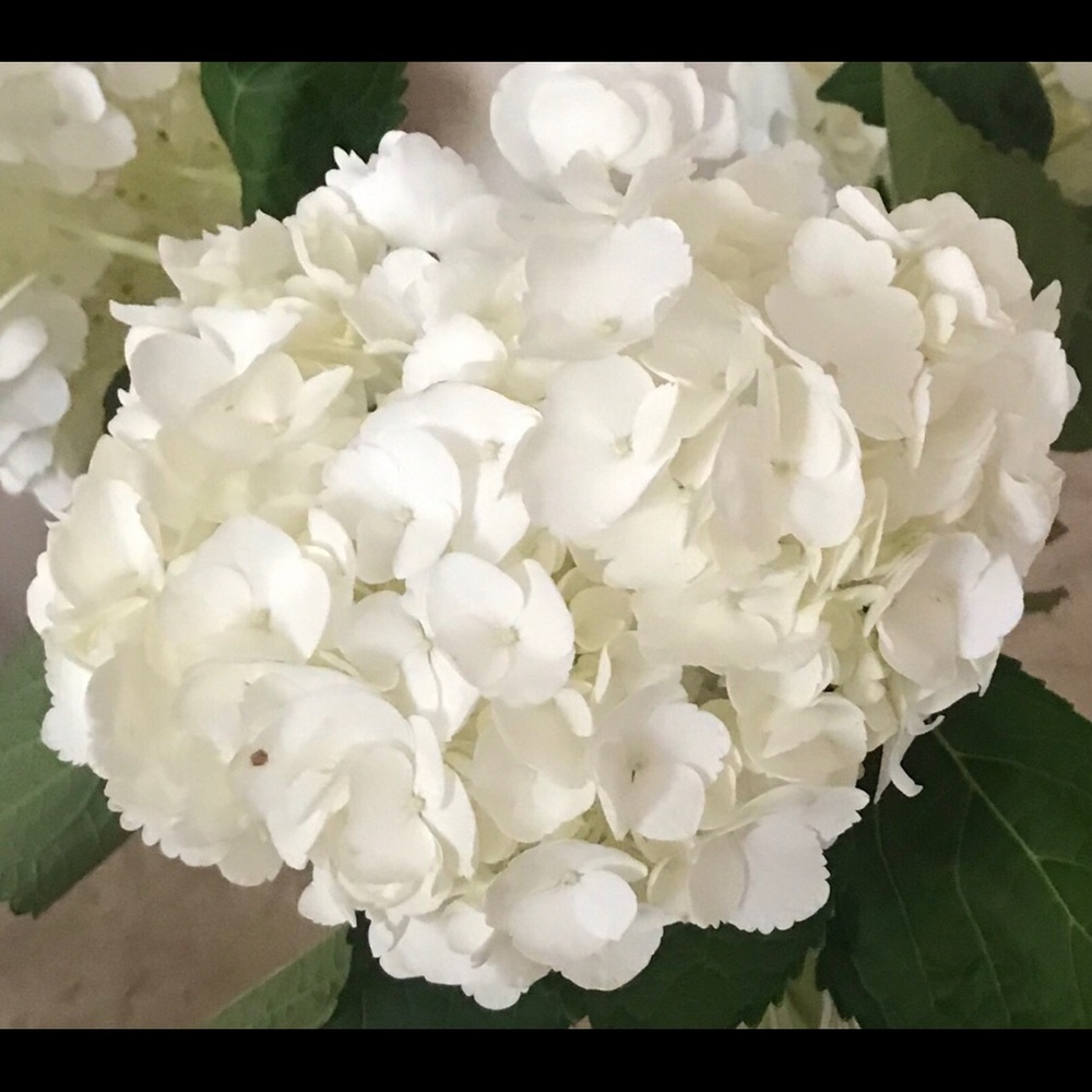 Meet your Posher, Lena